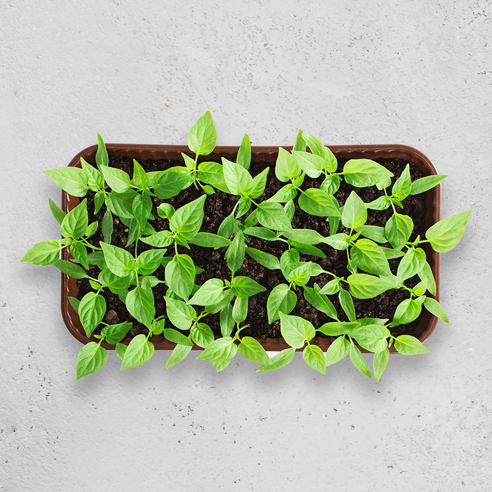 Fresh Fruits Delivery Online in Dubai, Sharjah, Abu Dhabi, Ajman, Al