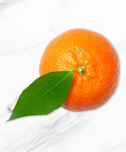 Fruits Fruits